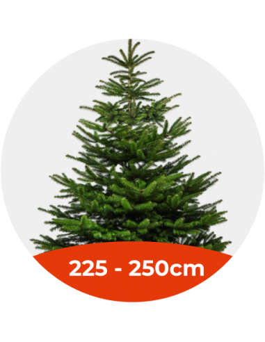 Sapin Dunkerque Nordmann d'origine danoise 125/150cm