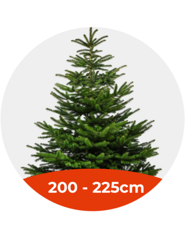 Sapin Nordmann - 200 / 225cm - 1er choix