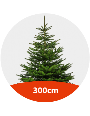 Sapin Nordmann - 300cm - 1er choix